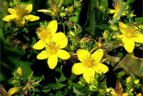 St. John's wort - a medicinal plant that helps to overcome prostatitis