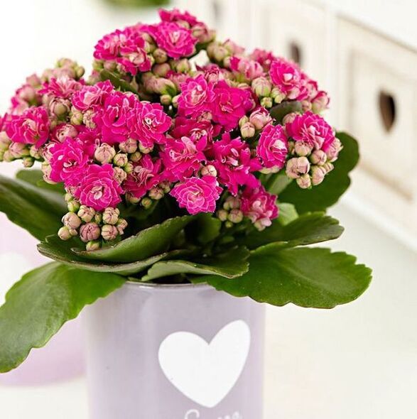 Kalanchoe for the treatment of prostatitis